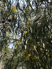 Acacia retinodes