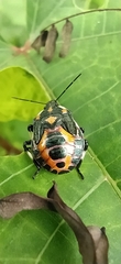 Asopinae