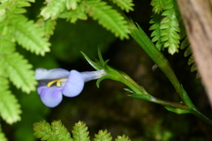 Bonnaya ruelloides