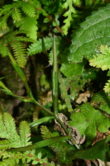 Bonnaya ruelloides