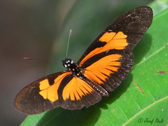 Eueides vibilia