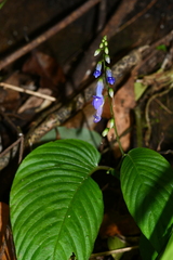 Rhynchoglossum obliquum