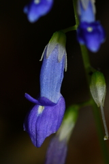 Rhynchoglossum obliquum