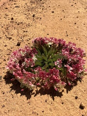 Lechenaultia macrantha