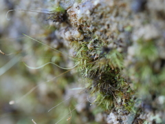 Polytrichadelphus magellanicus