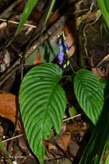 Rhynchoglossum obliquum