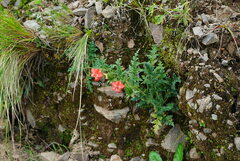 Caiophora chuquitensis