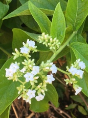 Heliotropium verdcourtii