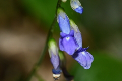 Rhynchoglossum obliquum