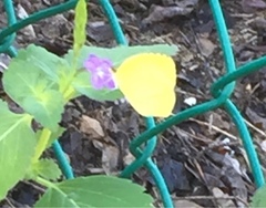 Phoebis sennae