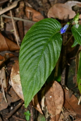 Rhynchoglossum obliquum