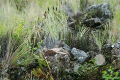 Geospizopsis unicolor