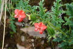 Caiophora chuquitensis