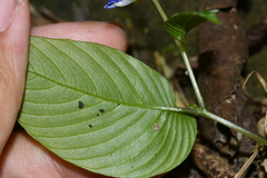 Rhynchoglossum obliquum