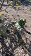 Cylindropuntia