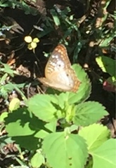 Anartia jatrophae