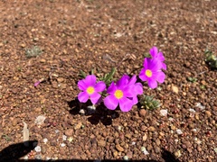 Calandrinia remota