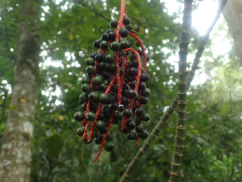 Image of Chamaedorea schiedeana by no rights reserved