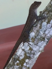 Anolis sagrei