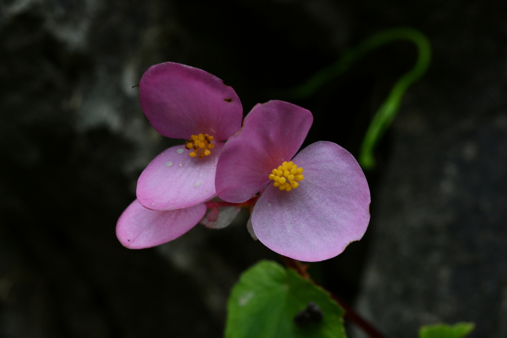Begonia ravenii