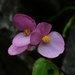 Begonia ravenii - Photo (c) 艸目伊,  זכויות יוצרים חלקיות (CC BY-NC), הועלה על ידי 艸目伊