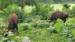 Bos gaurus