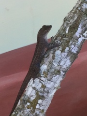 Anolis sagrei