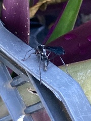 Pompilidae