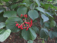 Viburnum dilatatum