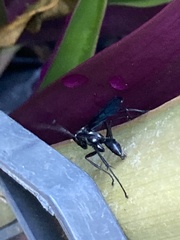 Pompilidae
