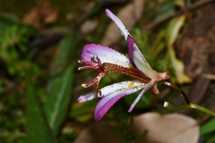 Tricyrtis formosana