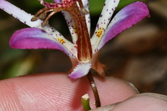 Tricyrtis formosana