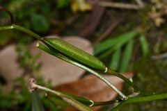 Tricyrtis formosana