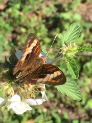 Junonia zonalis