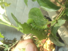 Acherontia