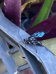 Pompilidae
