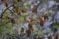 Fraxinus angustifolia
