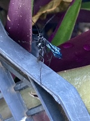 Pompilidae