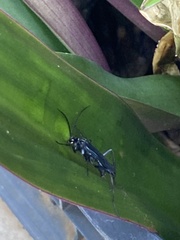 Pompilidae