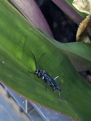 Pompilidae
