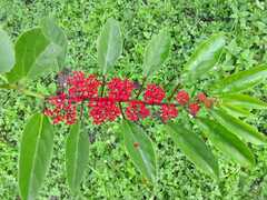 Cissus