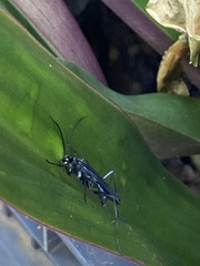 Pompilidae