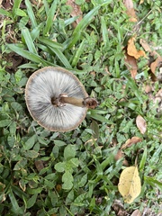 Chlorophyllum molybdites