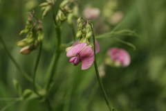 Lathyrus sylvestris