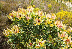 Leucadendron tinctum