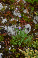 Polemonium pulcherrimum