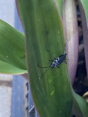 Pompilidae