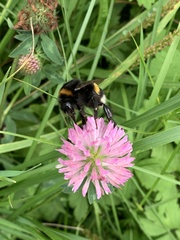 Bombus
