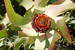 Leucadendron tinctum