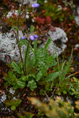 Polemonium pulcherrimum